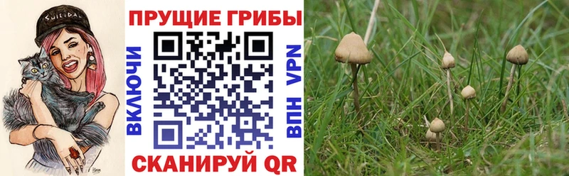 где можно купить   Ивангород  Галлюциногенные грибы мицелий 